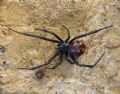 Latrodectus tredecimguttatus